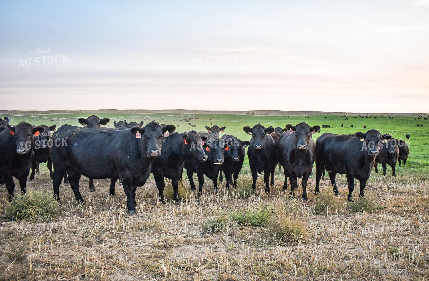 Cattle on Pasture 56111