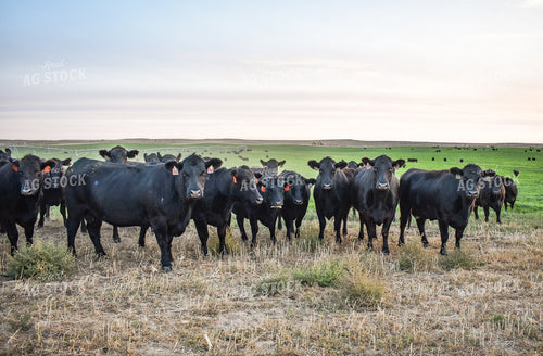 Cattle on Pasture 56111