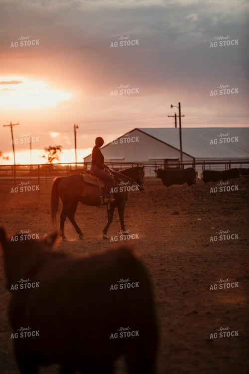 Feedyard 3121