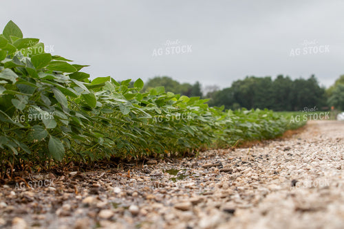 Soybean Field 157222