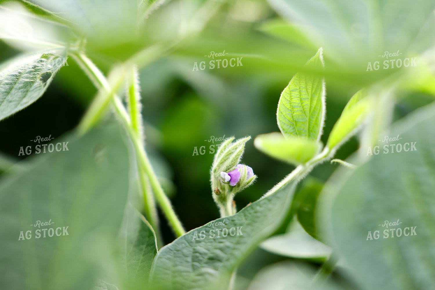 Flowering Soybeans 178150