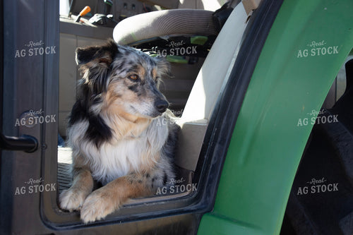 Farm Dog in Tractor 117082