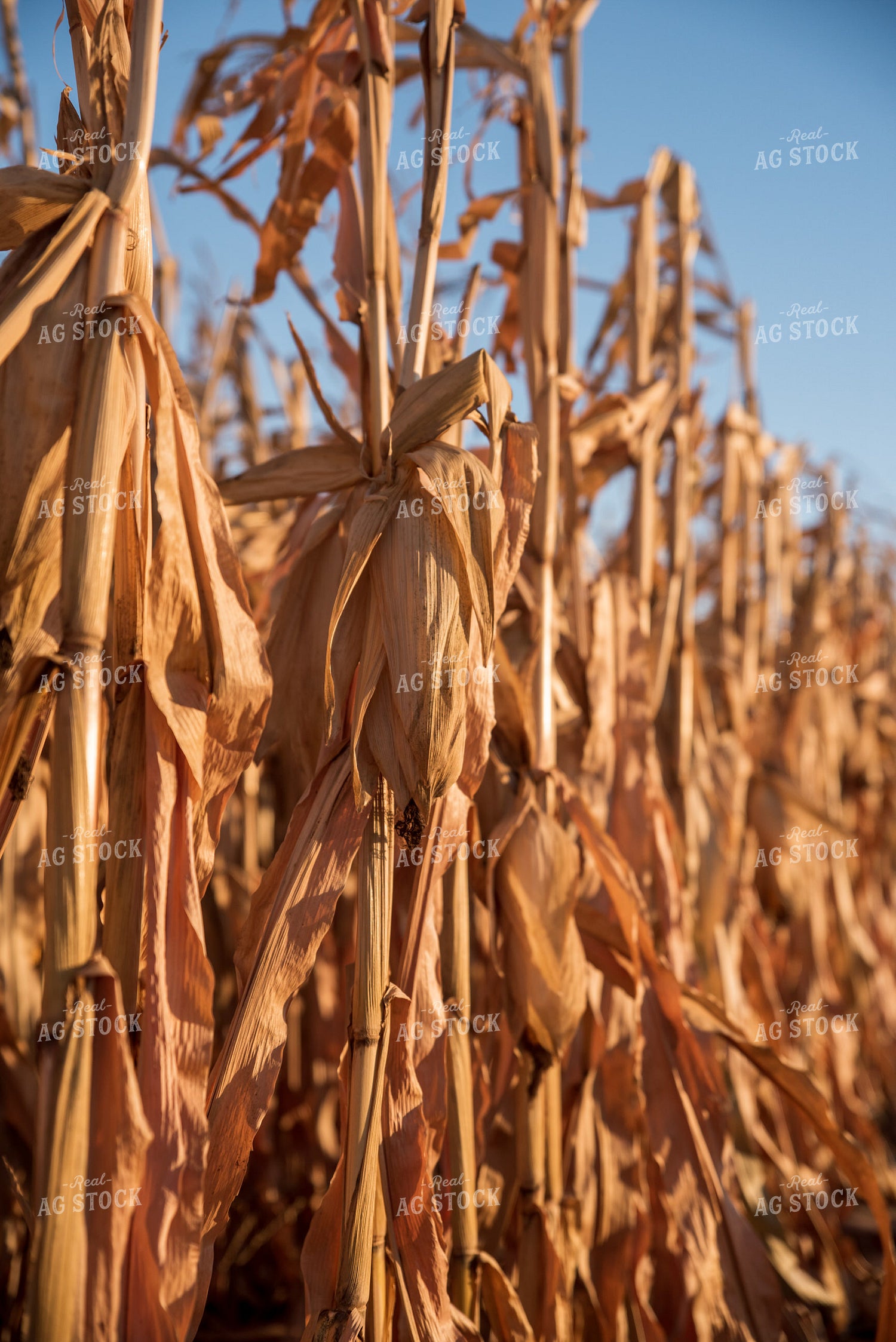 Dried Corn 76718