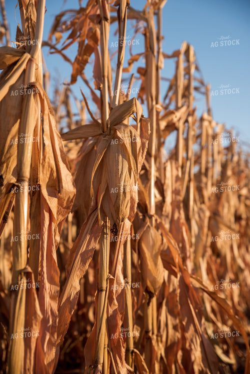 Dried Corn 76718