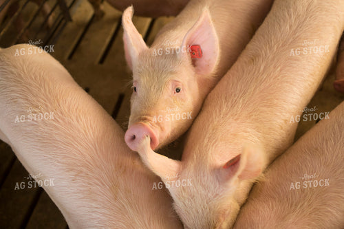 Pigs in Modern Barn 3854