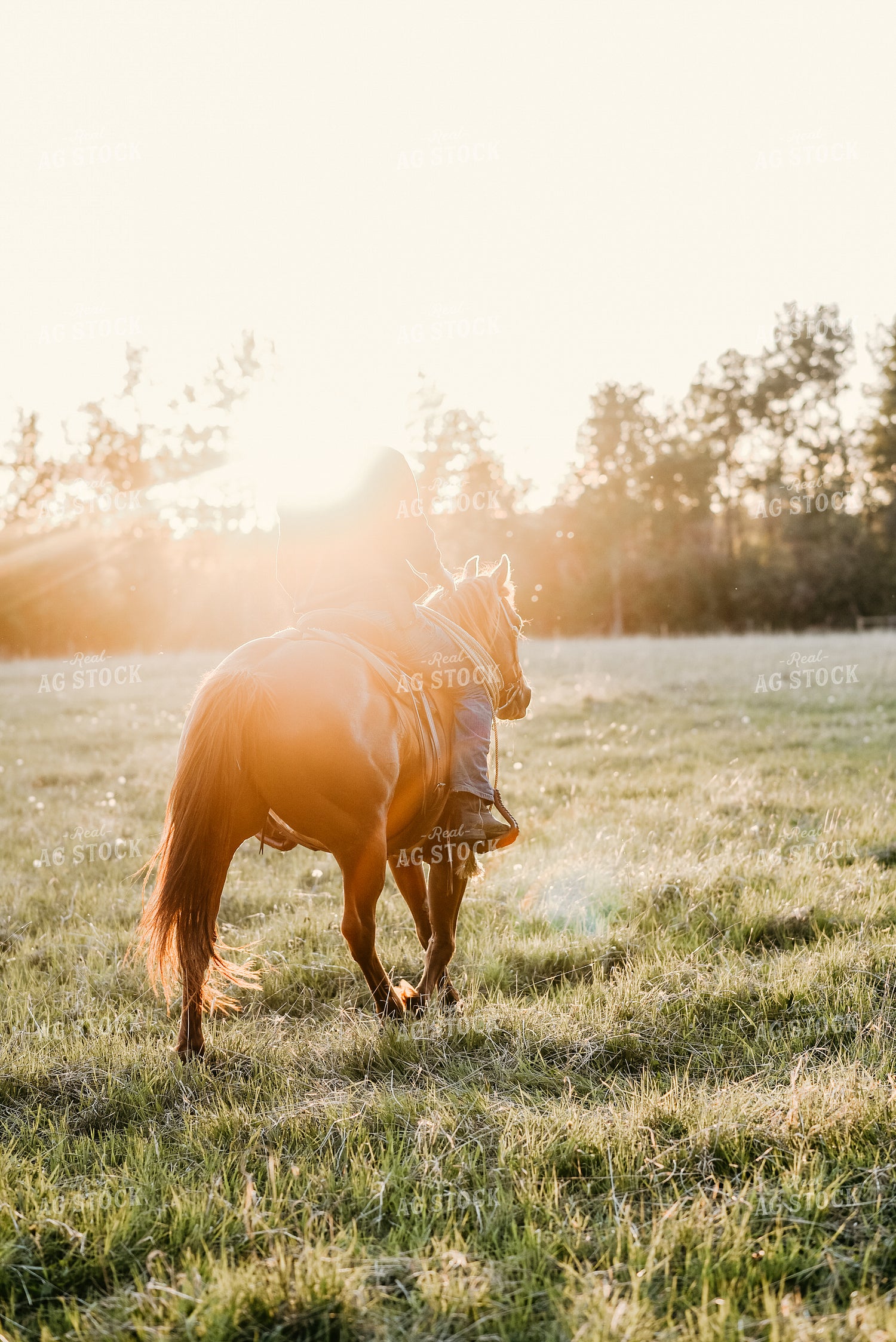 Rancher on Horseback 64149