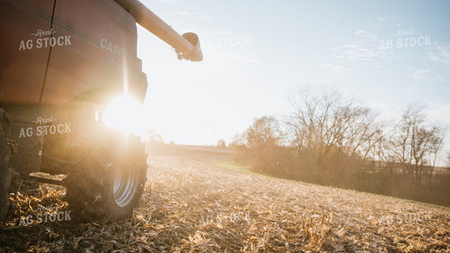 Corn Harvest 26281