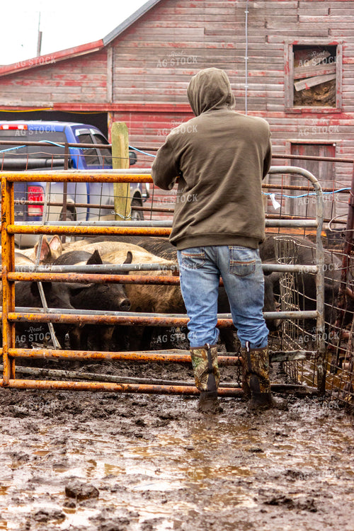 Moving Pigs 155109