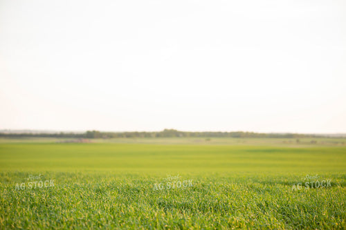 Wheat 2126