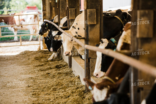 Dairy 2665