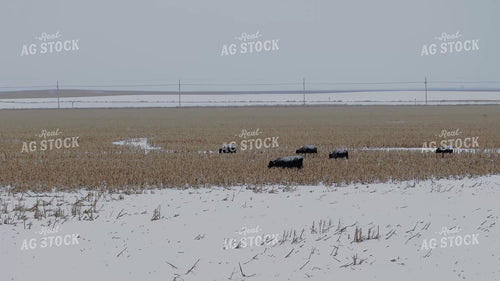 Black Angus Cattle on Milo Stubble 239564