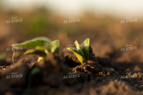 Soybeans - Early Growth 1422