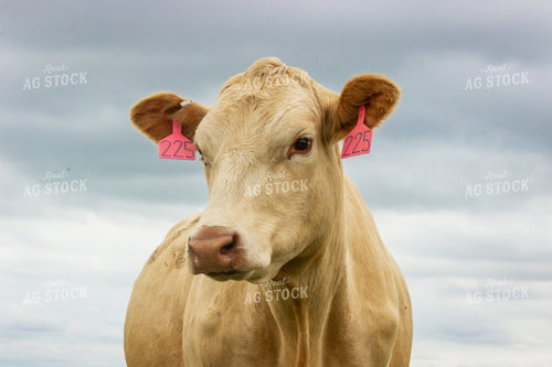 Charolais Cow 155258