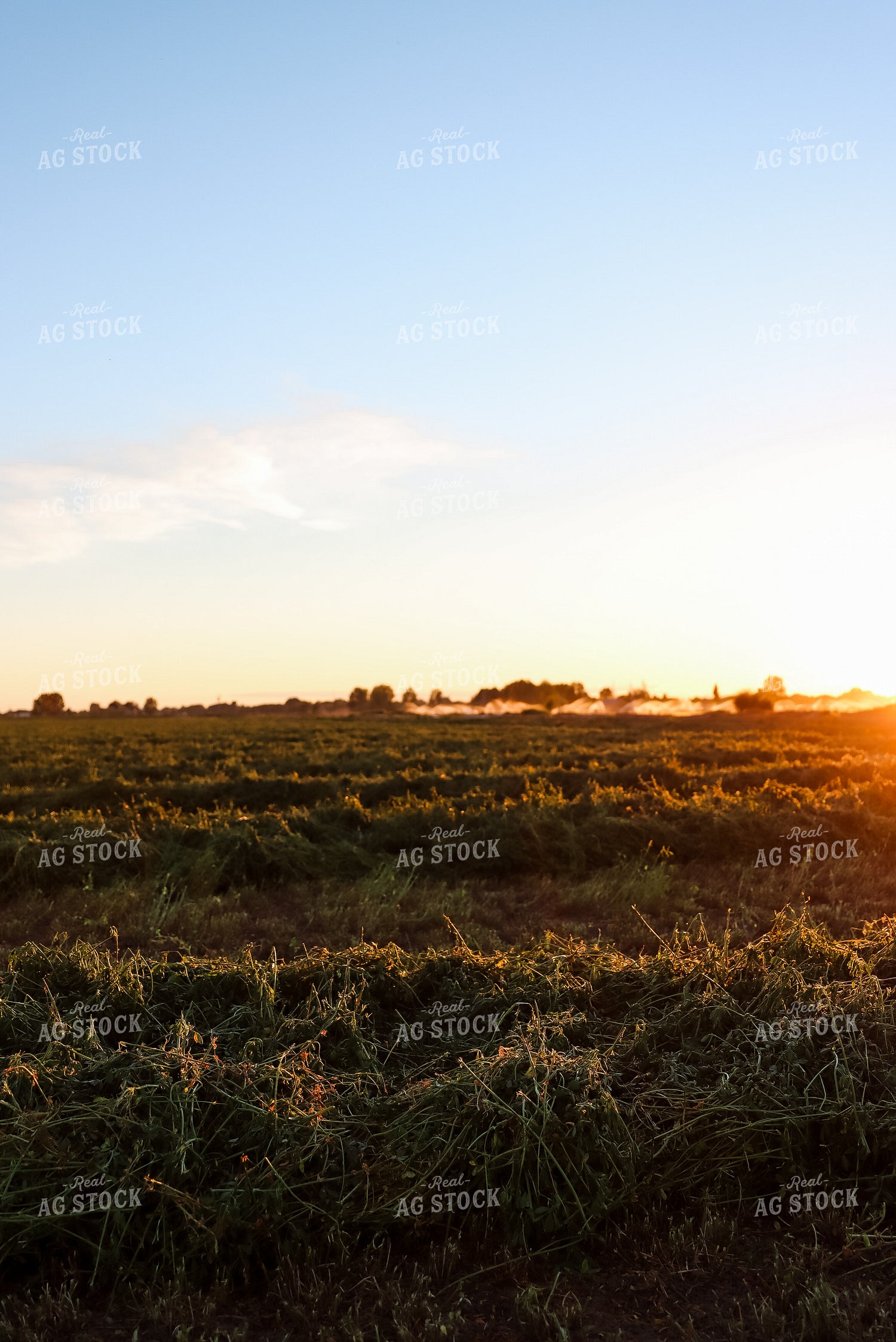 Windrowed Hay 83015