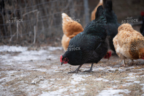 Chickens Eating 117488