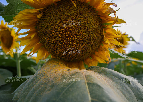 Sunflowers 160165