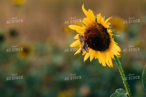 Sunflower and Grasshopper 61021