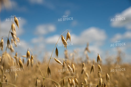 Dried Oats in Field 76076