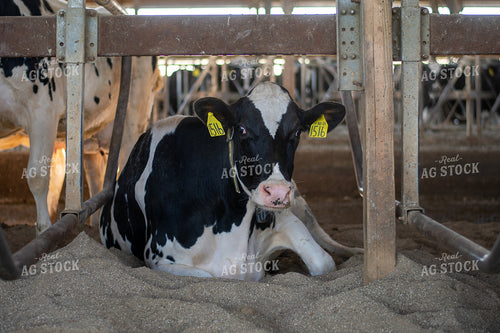 Holstein Cattle 50489