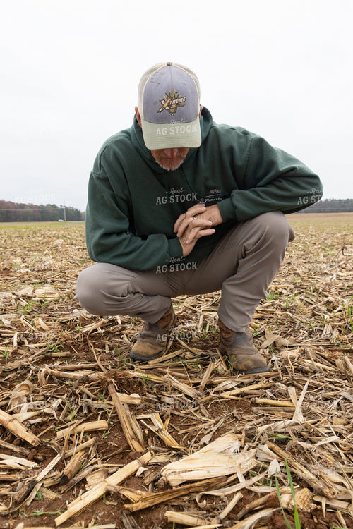 Farmer Checking Wheat Growth 79747