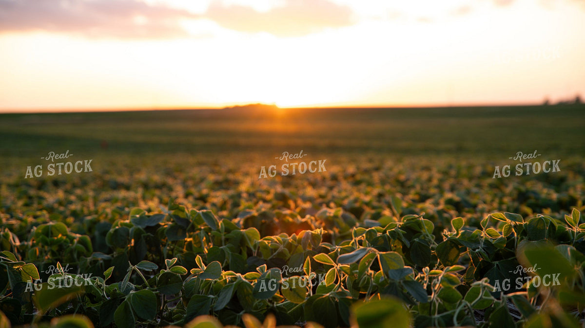 Young Soybean Field at Sunset with Golden Light 401042