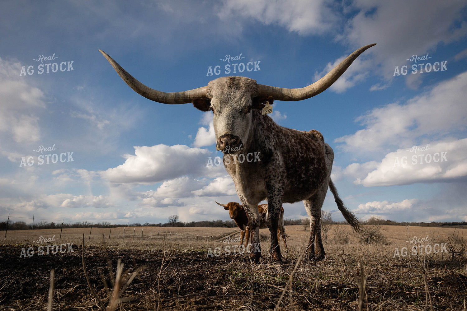 Longhorn Cattle 219087