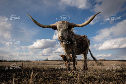 Longhorn Cattle 219087