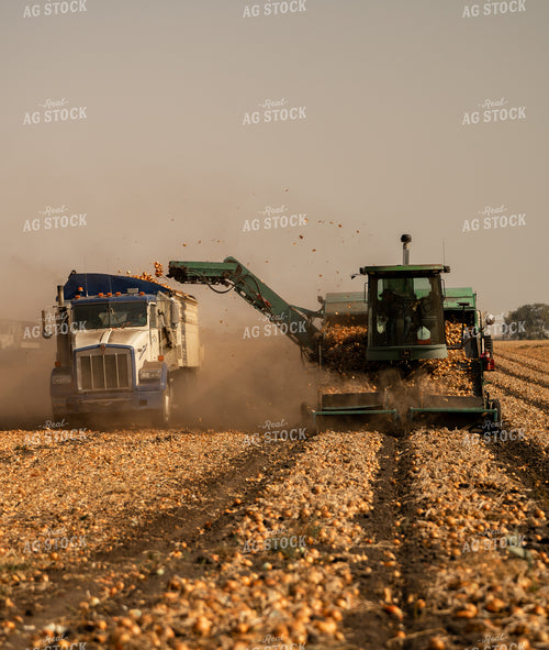 Onion Harvest 185177