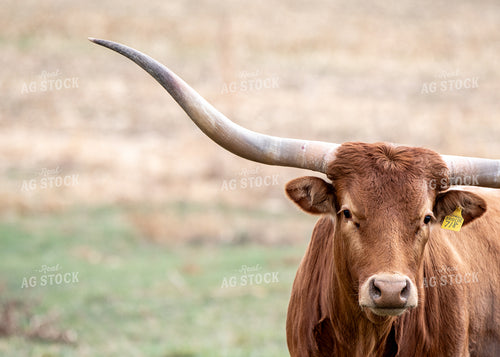 Longhorn Cattle 193004