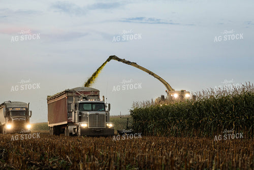 Chopping Corn Silage 152981