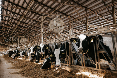 Holstein Cattle in Open Air Dairy Barn 152090