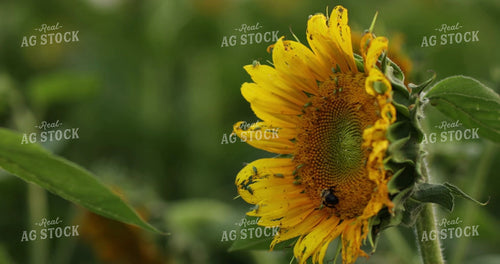 Bee Pollinating Sunflower 3307