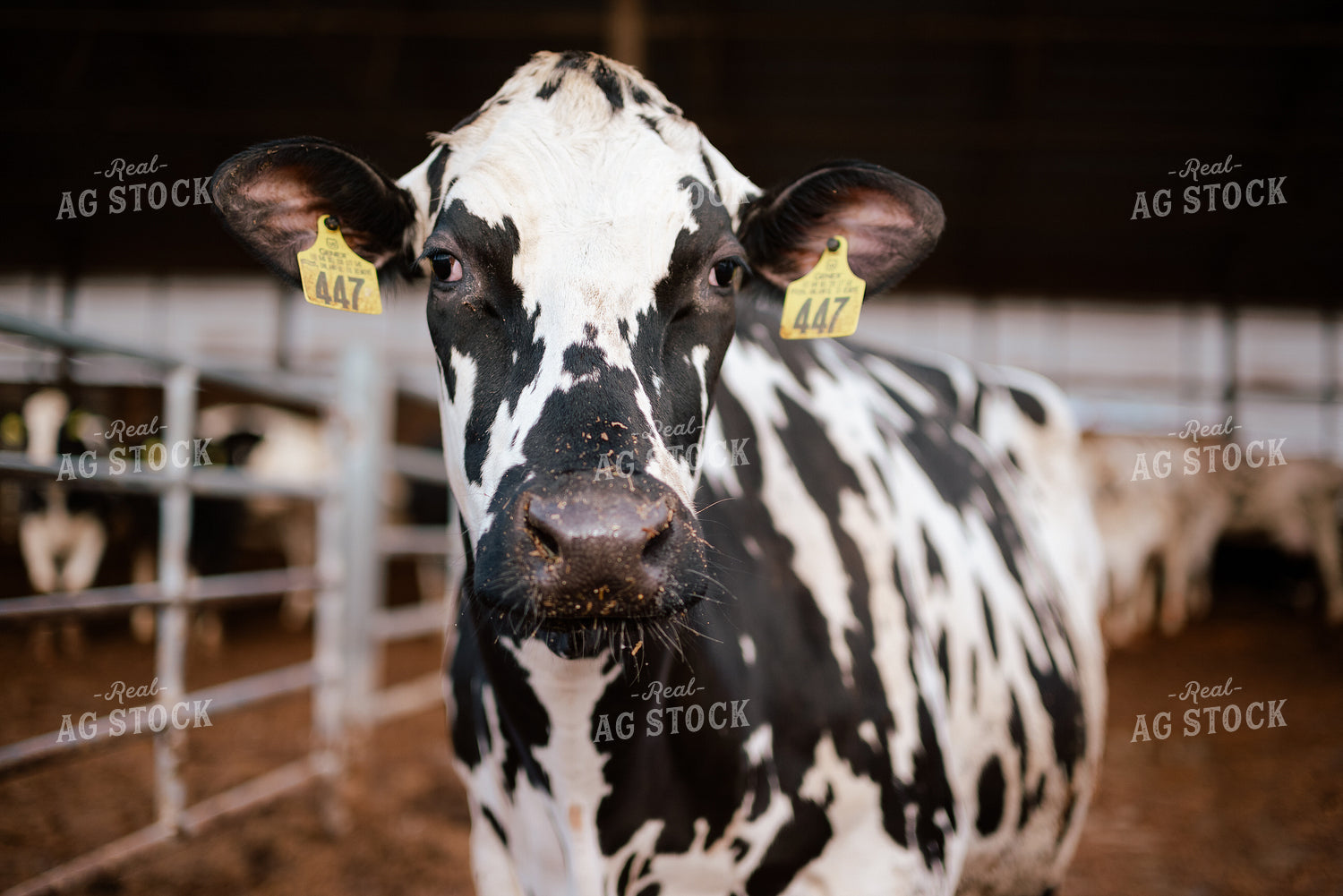 Holstein Cow  137081