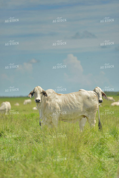 Brahman Cow 110011