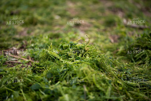 Pea Plant Waste 76189