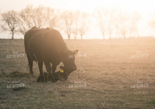Angus Cow and Calf Nuzzling 72029