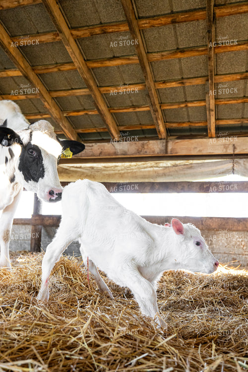 Holstein Cow Calf Pair 270520