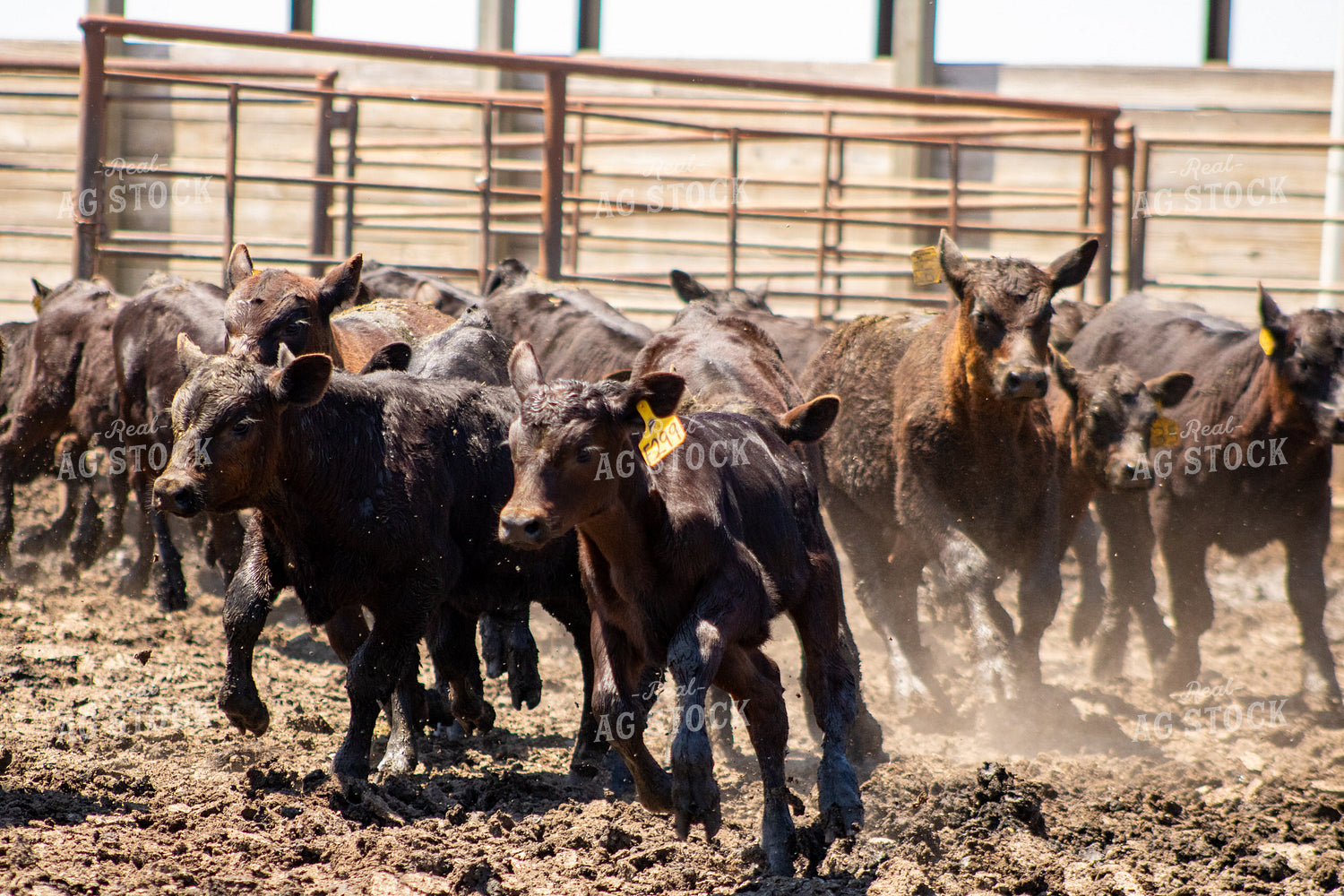 Sorting and Working Calves 214295