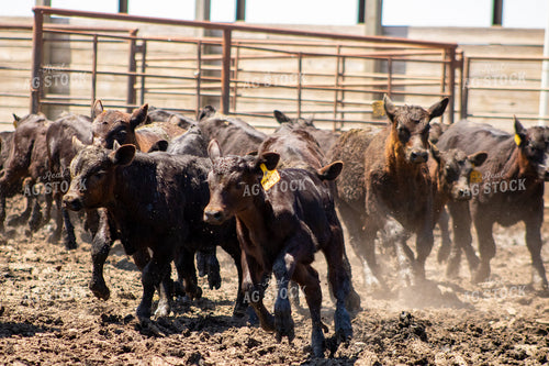 Sorting and Working Calves 214295
