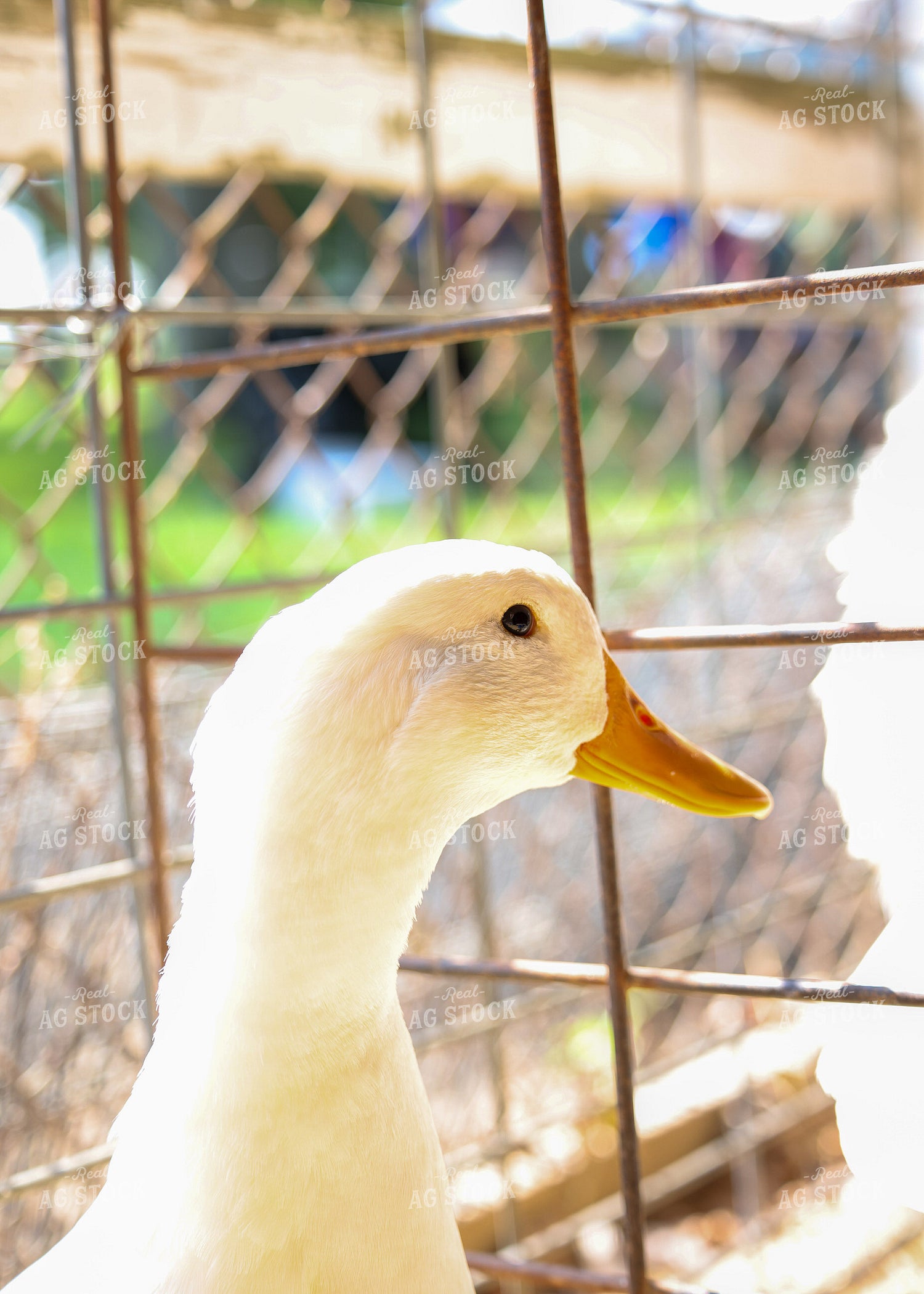 Showing Ducks 160140