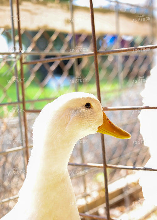 Showing Ducks 160140