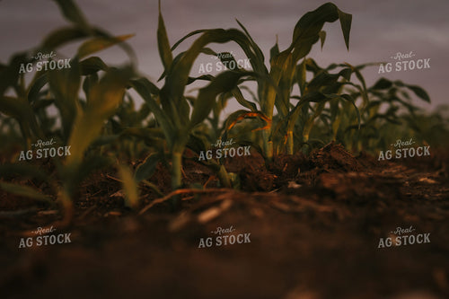 Early Stage Corn at Sunset 4330