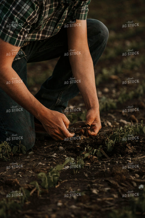Farmer 2944