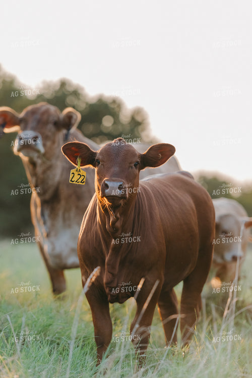 Cattle on Pasture 301030