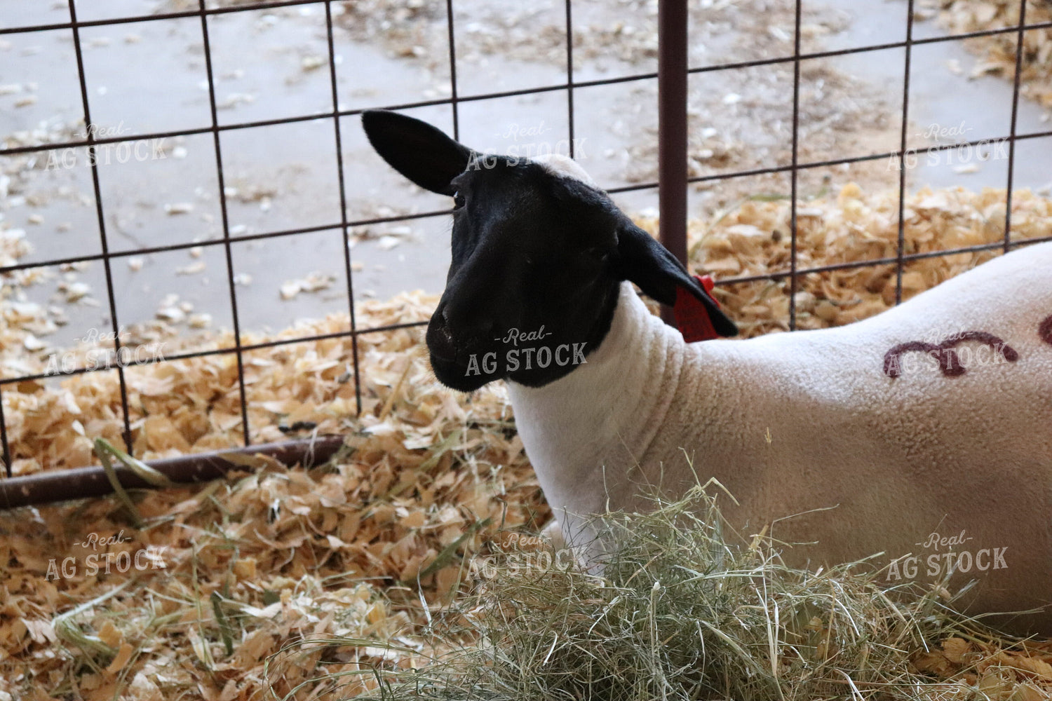 Show Sheep 102039