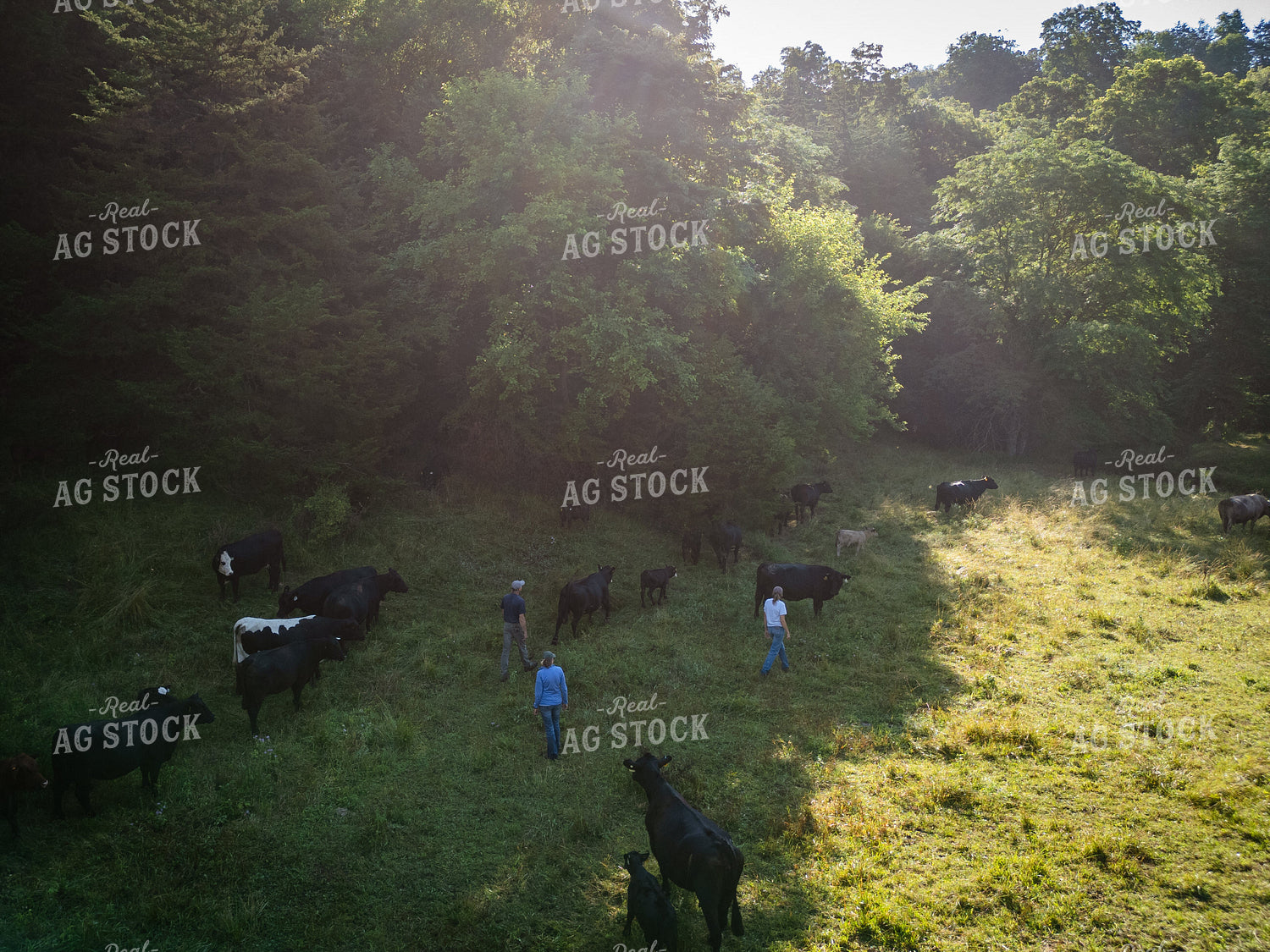 Cattle Producers Checking Cattle 268342