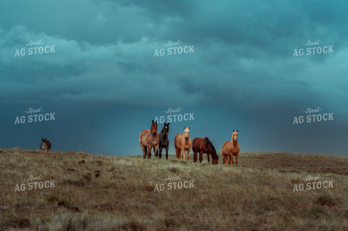 Horses with Stormy Sky 58072