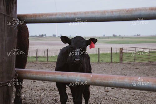 Angus Cattle in Pen 67094
