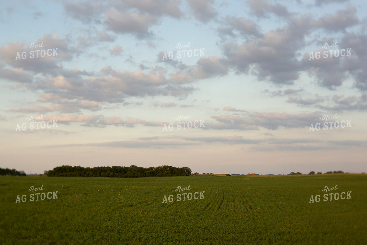 Wheat 2119