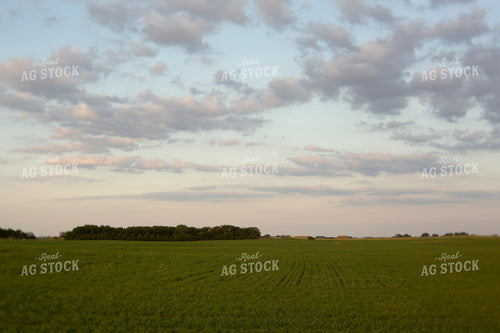 Wheat 2119
